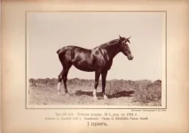 5.webp