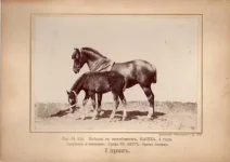 8.webp