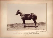 9.webp