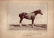 13.webp
