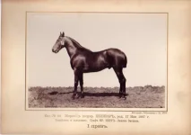 14.webp