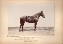 15.webp