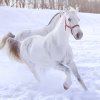 _DSC0488.jpg
