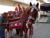 DSC00044.webp