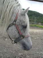 DSC00232.webp