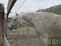DSC00239.webp