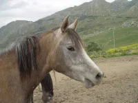 DSC00244.webp