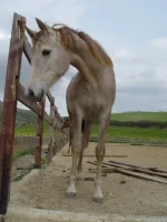 DSC00283.webp