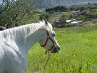 9.webp