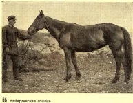 для прокони.ру_0009.webp