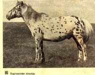 для прокони.ру_0018.webp