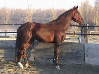 dasellaitaliano.webp