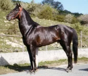 cavallo-anglo-arabo-sardo.webp
