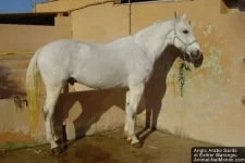 angloarabosardo_1.webp