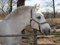 Мемфис.webp