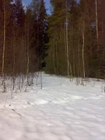 Лес1.webp