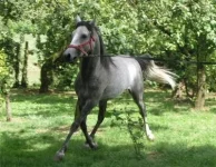 mahboob-400x310.webp
