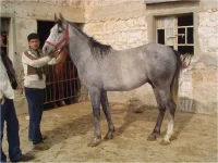 Mahboob-Halab-400x300.webp