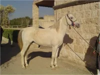 shahm-abayan.webp