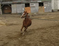 004.webp