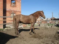 Арамис 3 344.webp