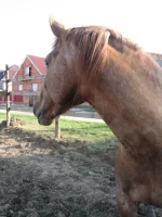 Арамис 6 427.webp