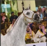 qassim-al-thany.webp