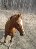 CIMG4369а.webp