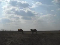 CIMG4394а.webp