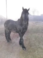 SAM_0510.webp