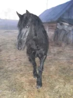 SAM_0512.webp