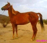 img0326i.webp