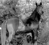 sakb_yearling_1.webp