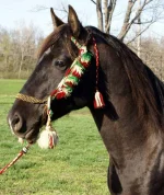 DB Bey Barz halter.webp