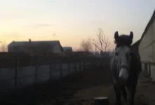 10042010184.webp