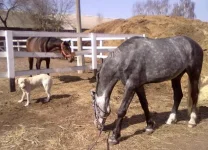 11042010198.webp