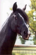 ttemokhtar2dl.webp