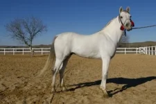 najmyarob-400x267.webp