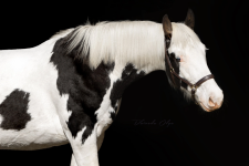 FD1AB64F-1232-47FF-AC5B-547707CEE4E2.png