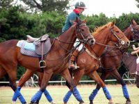 1351064385_polopony.jpg