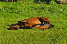 DSC_9449.JPG