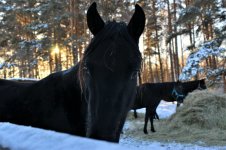 DSC_8293.JPG
