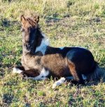 2AE3373A-67DC-4F58-AD96-2F19797AE02A.jpeg 2AE3373A-67DC-4F58-AD96-2F19797AE02A.jpeg