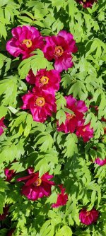 IMG_20230511_075309.jpg
