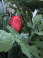 86253925-88D6-4DF4-AA93-F2132CD4BB75.jpeg 86253925-88D6-4DF4-AA93-F2132CD4BB75.jpeg