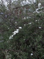 898007D1-3921-400D-AD2A-E87CF1B25A2B.jpeg 898007D1-3921-400D-AD2A-E87CF1B25A2B.jpeg