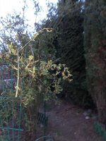 718522F2-A518-4878-959F-4227268E80DE.jpeg 718522F2-A518-4878-959F-4227268E80DE.jpeg