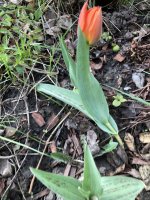 4AF7B4DF-EA2A-43CA-A026-5866B5773B47.jpeg 4AF7B4DF-EA2A-43CA-A026-5866B5773B47.jpeg