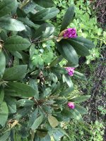 39F54ECC-F282-4840-9FD6-093F96CDCDB0.jpeg 39F54ECC-F282-4840-9FD6-093F96CDCDB0.jpeg