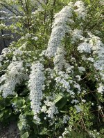 2CF2808E-80F4-4FDE-BD9A-B9D22C5684BB.jpeg 2CF2808E-80F4-4FDE-BD9A-B9D22C5684BB.jpeg